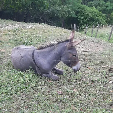 Gospodi