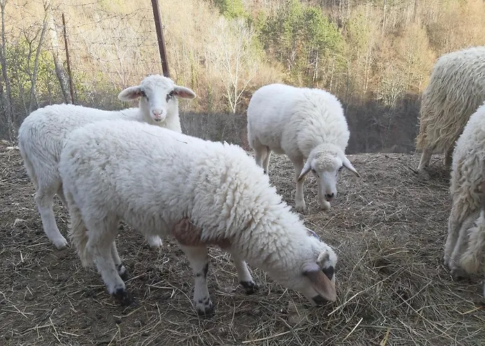 Gospodi